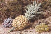 John Sherrin A Pineapple and Grapes on a mossy Bank (mk37) china oil painting reproduction